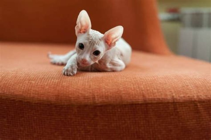 30 Fun Sphynx Cat Facts To Make You Purr