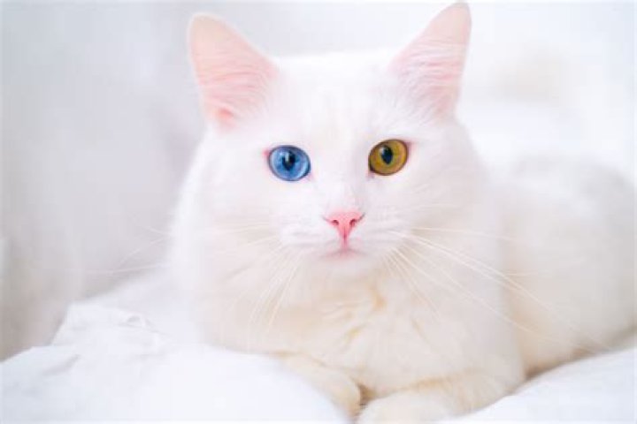 30 Rare Cat Breeds Around The World