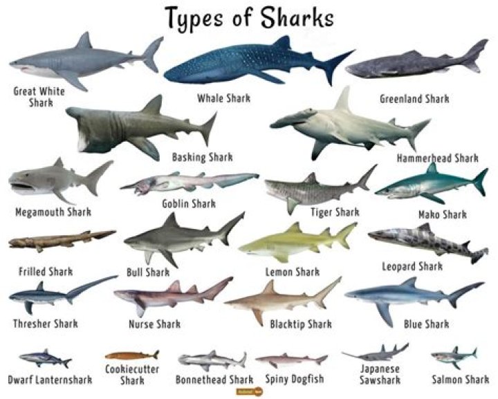 30 Types of Sharks To Look Out For
