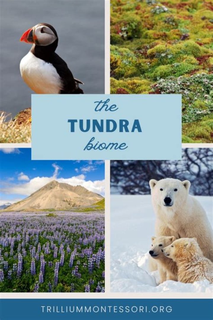 33 Great Facts About The Tundra Biome