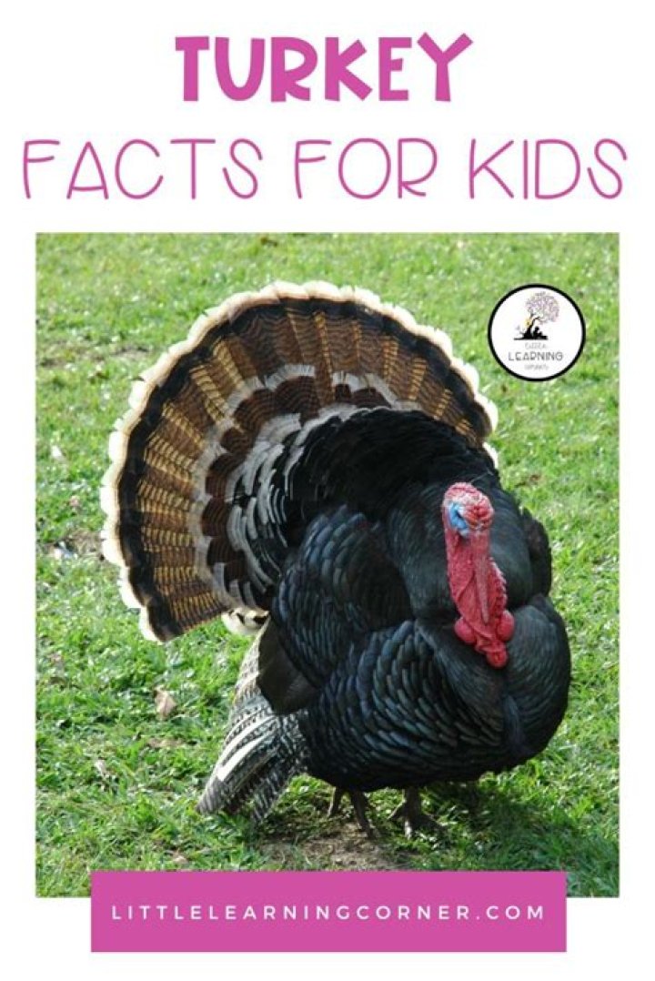 40 Facts About Turkeys To Get You Stuffed For Thanksgiving
