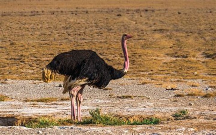 40 Ostrich Facts About The World's Largest Bird