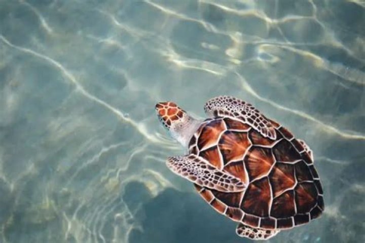 40 Turtle Facts You Have To Know Now