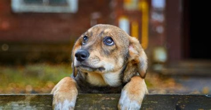 5 Things You're Doing That Hurt Your Dog's Feelings Without Realizing It