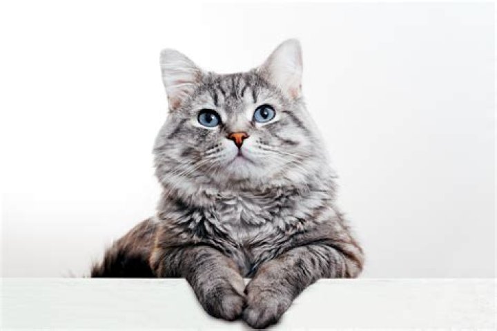 50 Cat Facts: Delving into the World of Cats