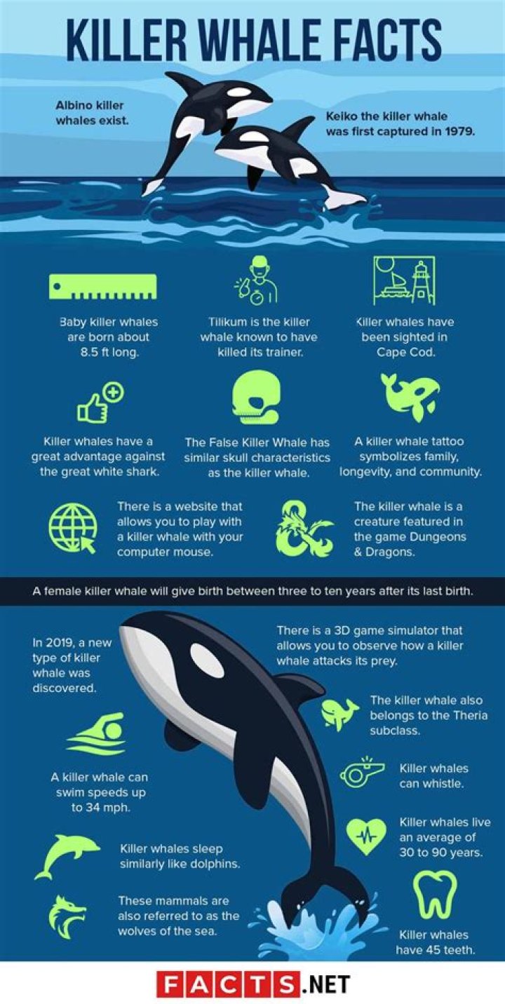 50 Killer Whale Facts That Will Blow Your Mind