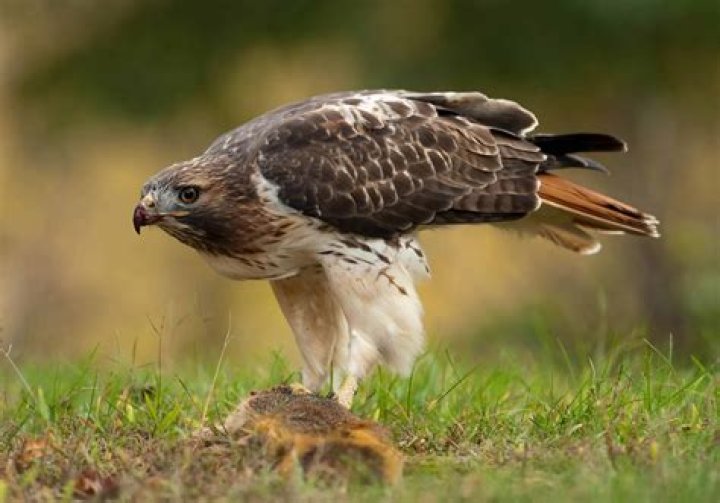 50 Red Tailed Hawk Facts About The Large Bird of Prey