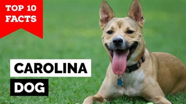 8 Intriguing Facts About Carolina Dog