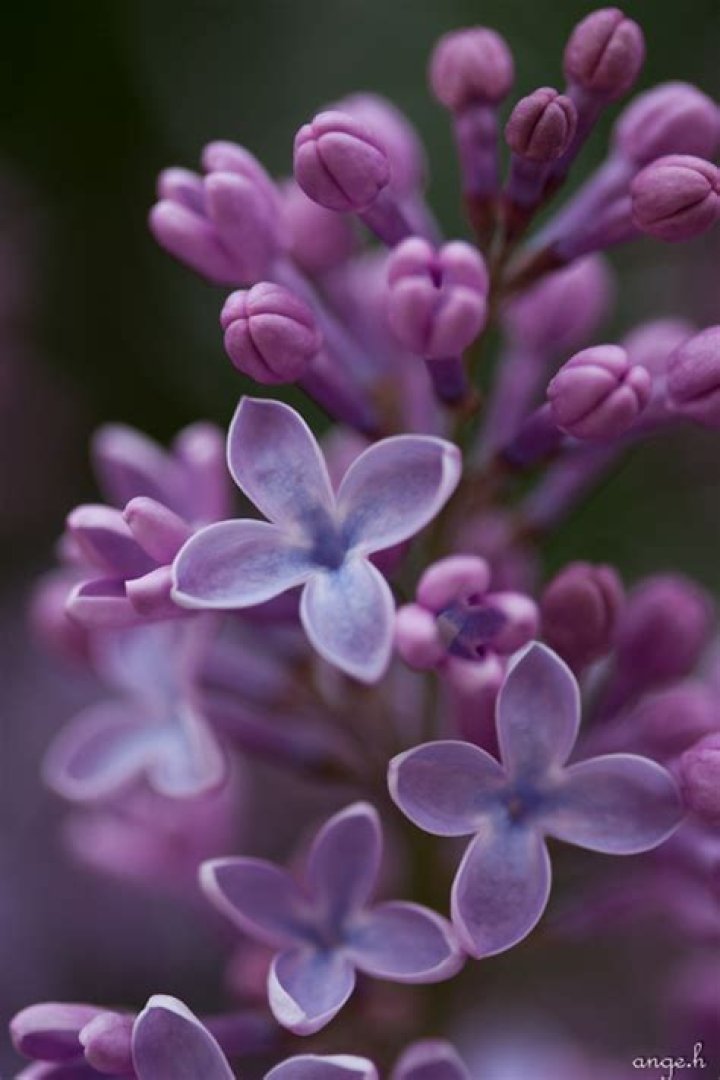8 Unbelievable Facts About Lilac