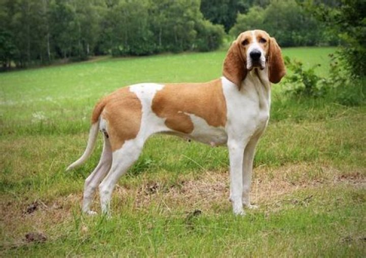 9 Captivating Facts About Schweizerischer Niederlaufhund