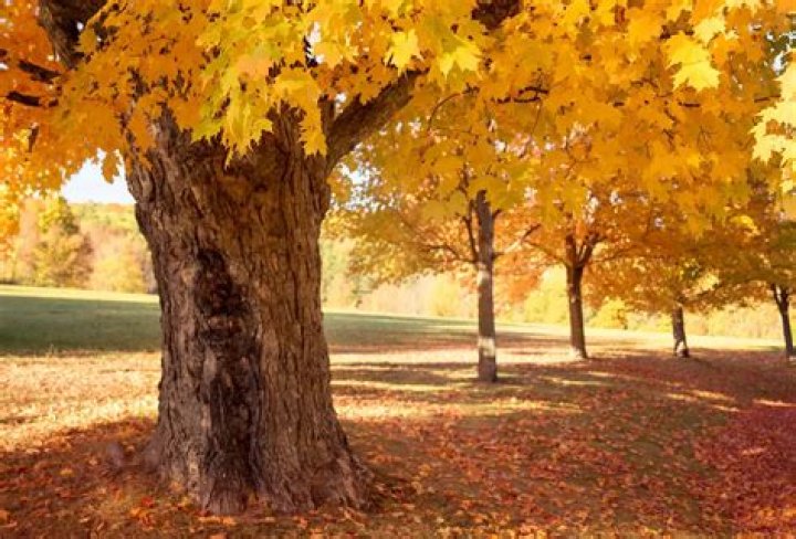 9 Fascinating Facts About Maple Leaf
