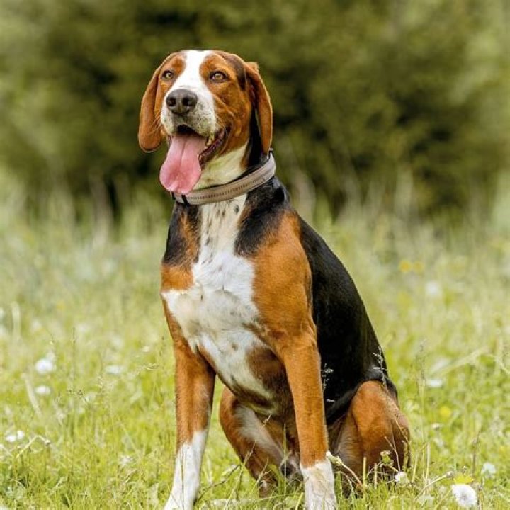 9 Surprising Facts About Finnish Hound