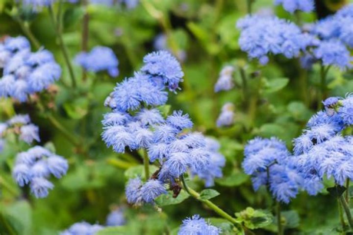 9 Surprising Facts About Floss Flower