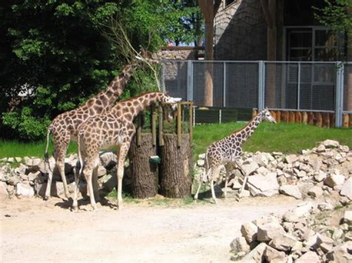 9 Unbelievable Facts About Riga Zoo