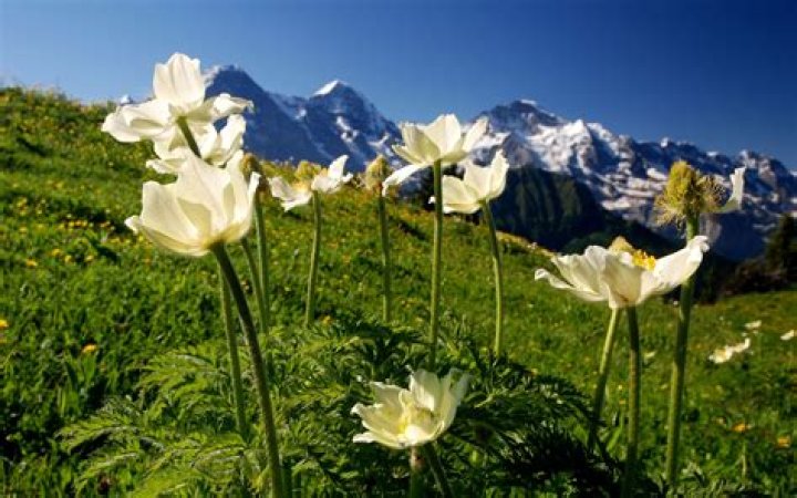 A plant-lover's guide to visiting Switzerland