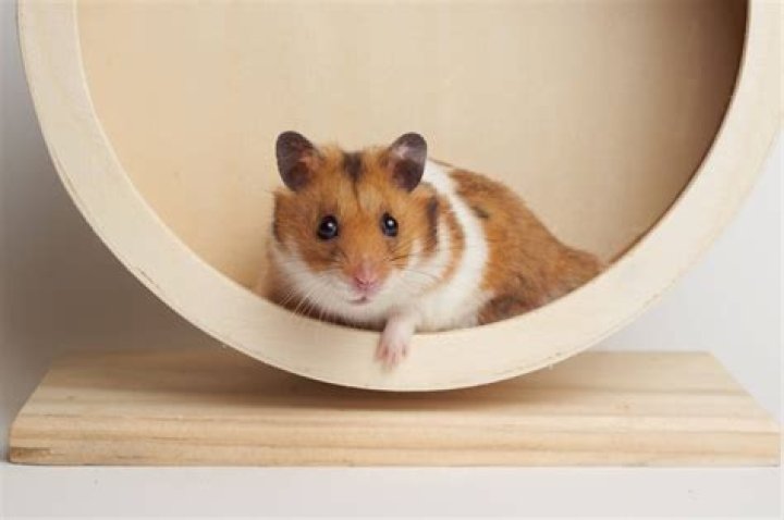 All Types of Hamsters, their Characteristics, Habitats, and More