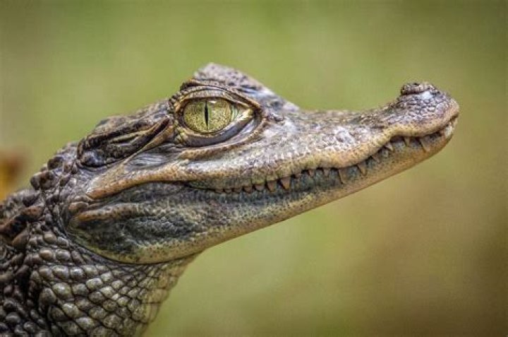 Alligator Property Definition