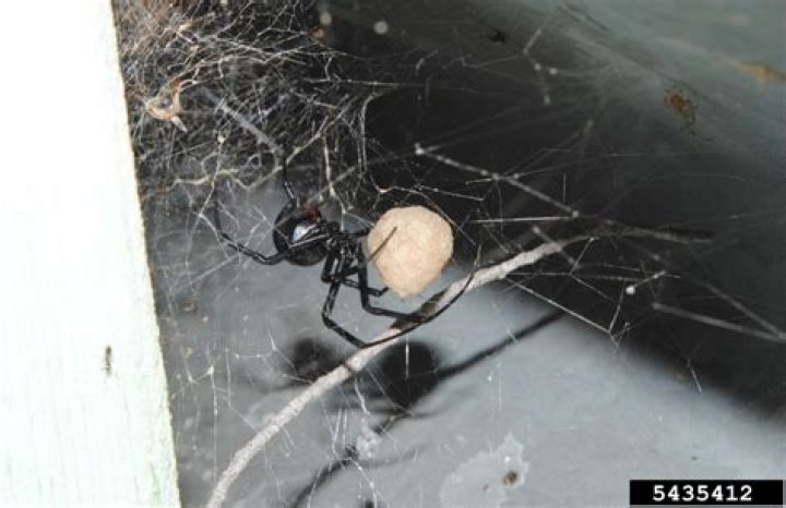 An Exhaustive List of All the Easter Eggs in Black Widow