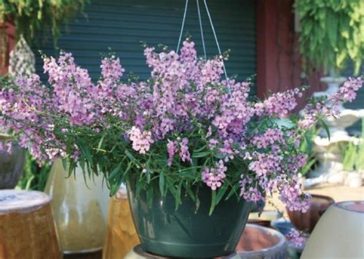 Angelonia varieties handle Mississippi heat, humidity