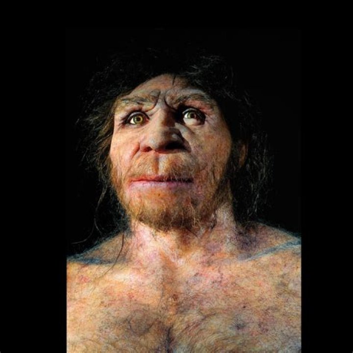 Ape Skull Fossil Reveals How Human Ancestor May Have Looked Liek