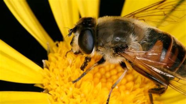 Apicosmética, el veneno de la abeja se convierte en el elixir de la eterna juventud