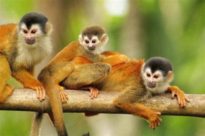 Are monkeys a problem in Costa Rica?
