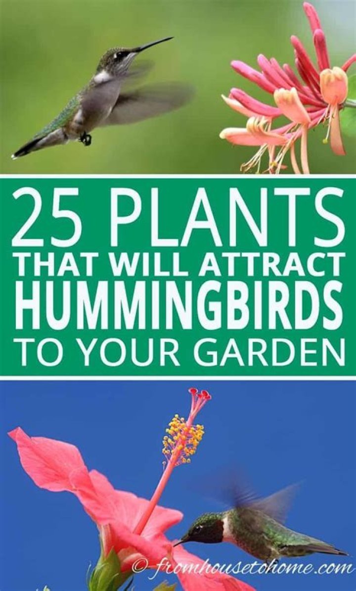Attract hummingbirds with colorful plants