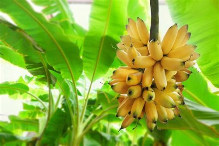 Banana Hammock - Facts.net