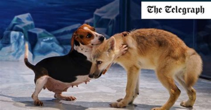Beagle gives birth to world’s first cloned Arctic wolf