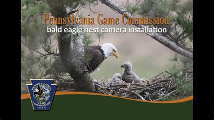 Berry College's Bald Eagle nest camera now streaming