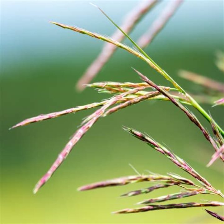 Big bluestem (Andropagon gerardii) | Mississippi State University Extension Service