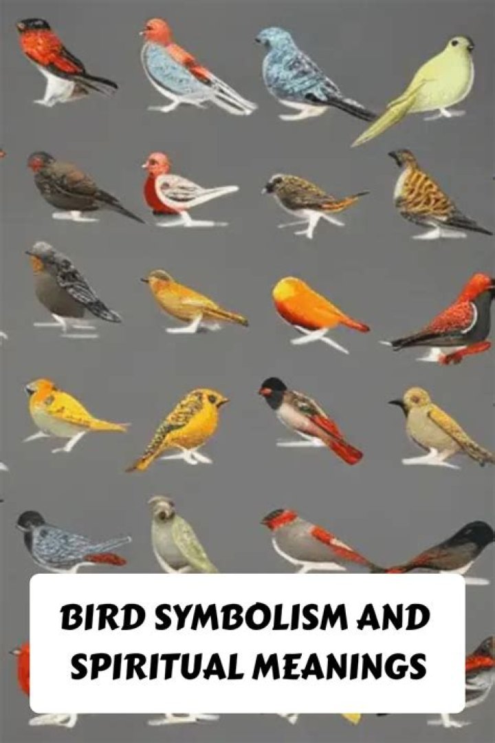 Bird Meanings & Symbolism Explained