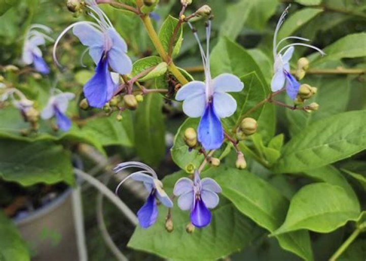 Blue butterfly plant is a long-time favorite