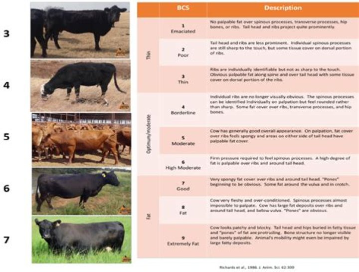 Body Condition Scoring Beef Cattle