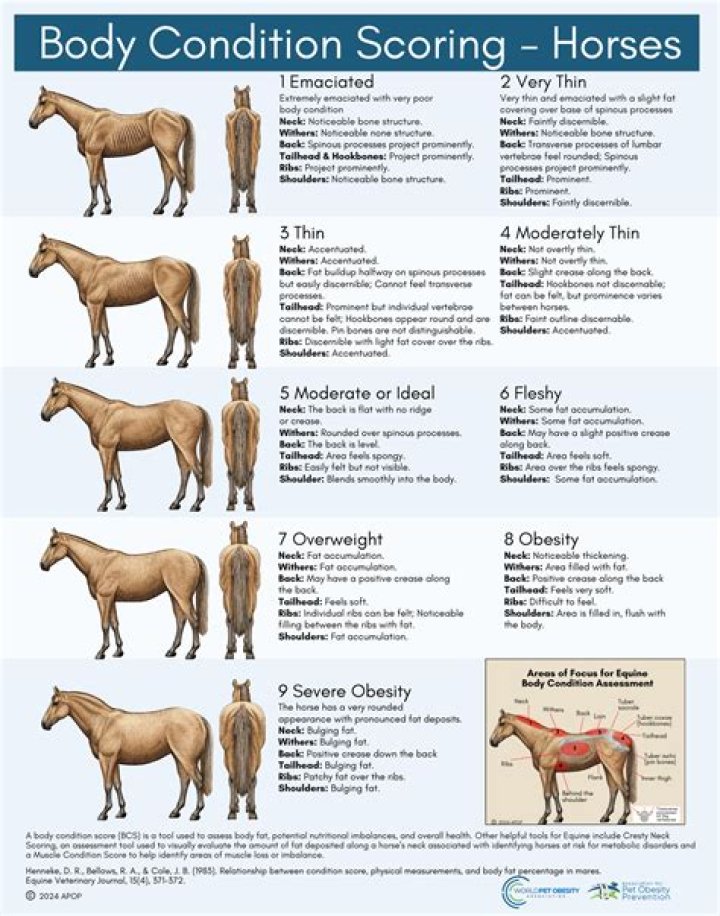 Body Condition Scoring System Benefits for Horses and Owners