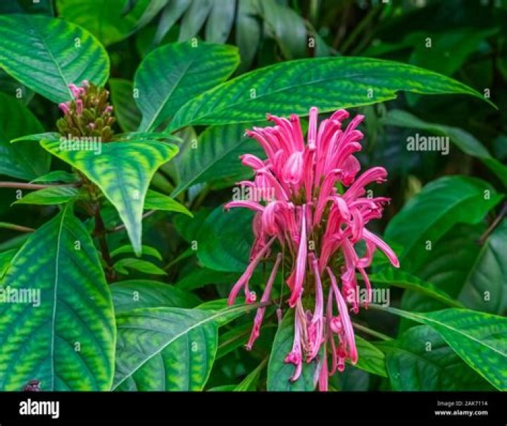 Brazilian Plume Flower Thrives In Tropical Shade