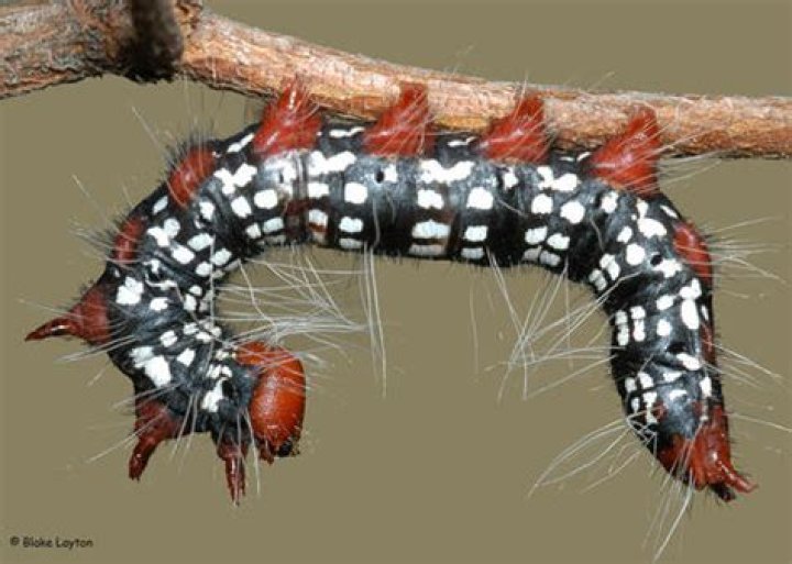 Bug's Eye View, Azalea Leaf Caterpillar, Vol. 4, No. 23