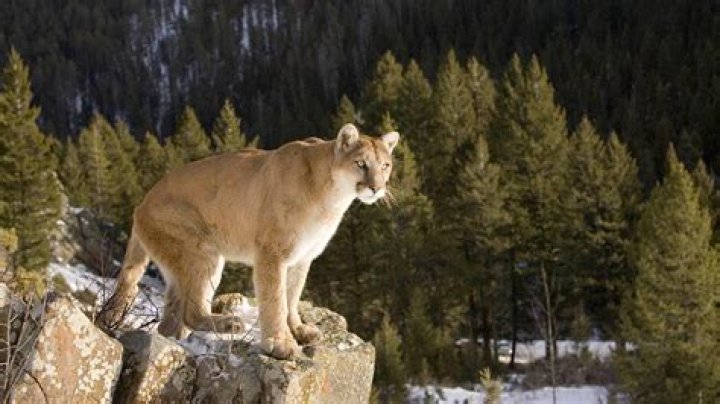 California Mom Fights Mountain Lion To Save 5-Year-Old Son