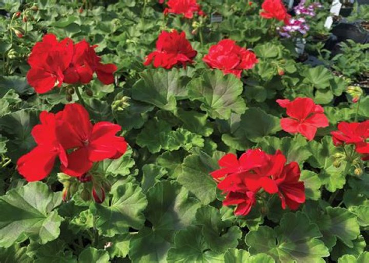 Calliope geraniums produce summer color