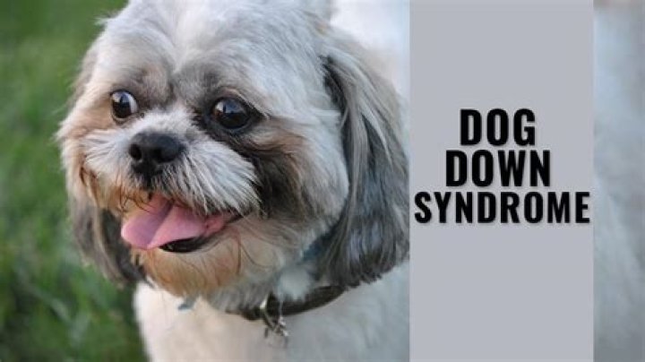 Can a puppy have Down syndrome?