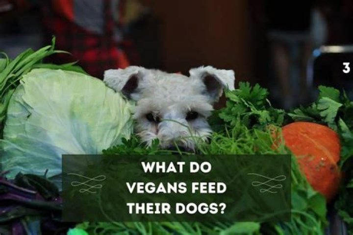 Can Ethical vegans have pets?