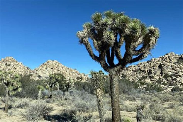 Can Joshua Trees Grow In Florida