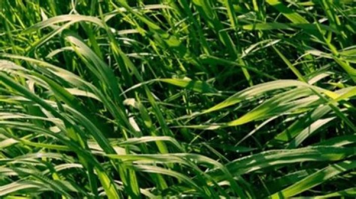 Can Rye Grass Grow In Florida