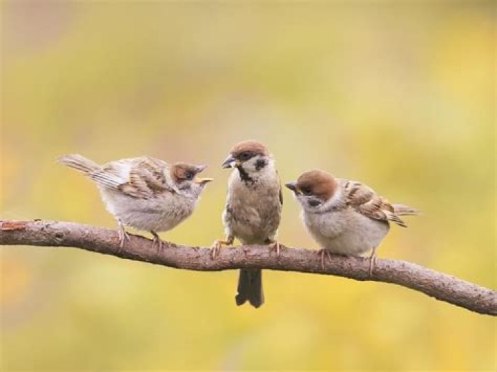 Can the sparrow land on water?