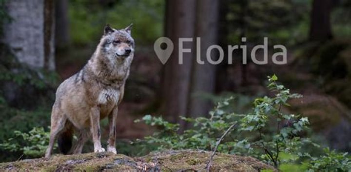 Can Wolves Live In Florida