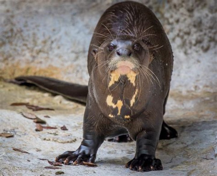 Can You Have An Otter As A Pet In Florida