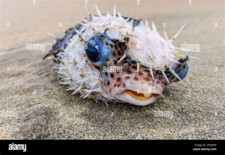 Can you touch a dead puffer fish?