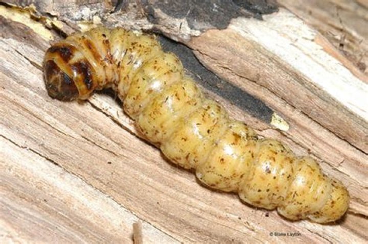 Carpenterworm | Vol. 3, No. 30