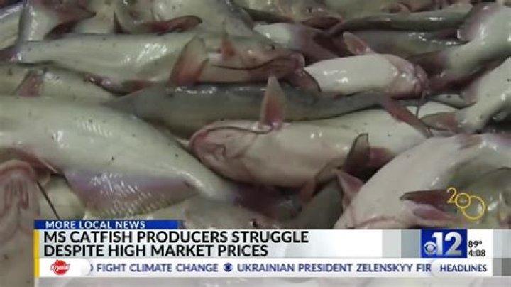 Catfish producers struggle despite high market prices