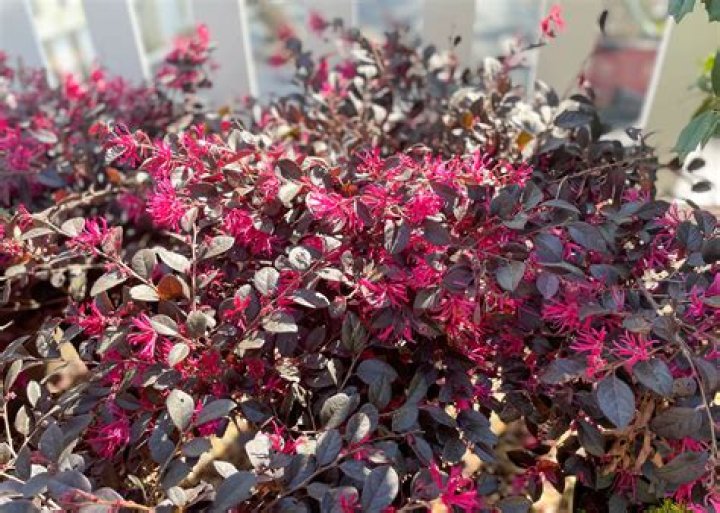 Cerise Charm Loropetalum | Mississippi State University Extension Service